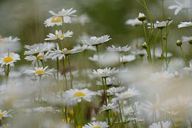 Dreamy white flowers by Anna Hogewoning