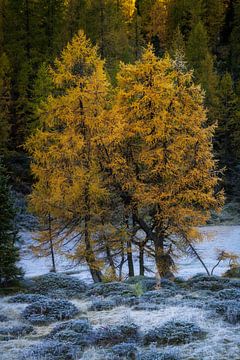 Lärchen in schönen Herbstfarben an einem schönen Morgen mit Frost. von Jos Pannekoek