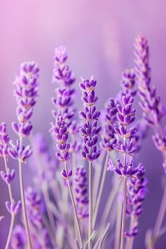 Aromatische lavendeldans