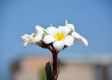 Frangipani bloemen van Alex Neumayer