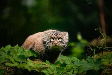 Nieuwsgierige Manoel (pallas kat) van Wouter van Agtmaal