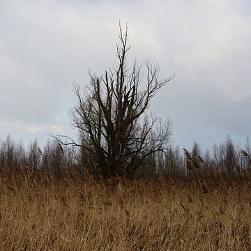 Un arbre dans le polder en photo sur Gerard de Zwaan