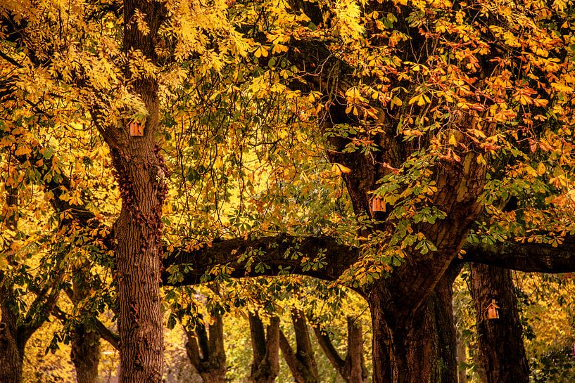 Herfstkleur von Harrie Muis