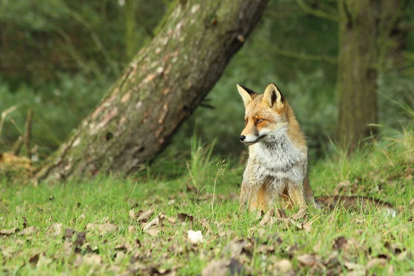 Sluwe Vos par Tineke Roosen