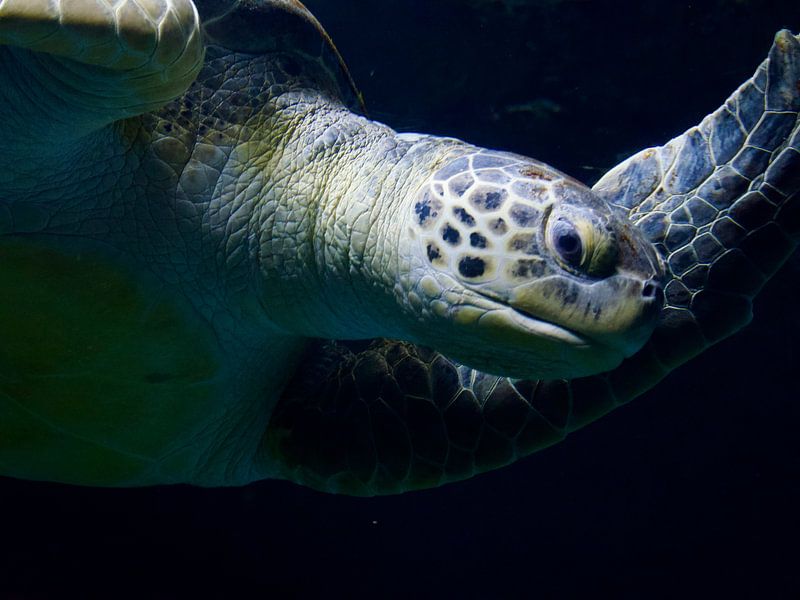 The look of the giant tortoise by Judith van Wijk