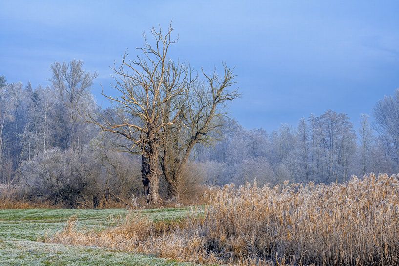 Paysage hivernal avec un arbre isolé par ManfredFotos