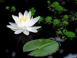 Nénuphars blancs en fleur dans un étang