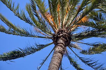 Kroon van een palmboom tegen een strakblauwe hemel in park Palmeral in Elche, Spanje.