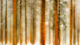 Winter at Het Loo