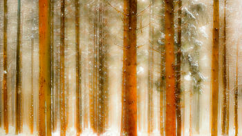 Winter at Het Loo