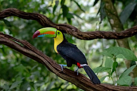 Toucan costa Rica sur Merijn Loch