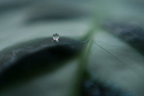 water druppel op plant