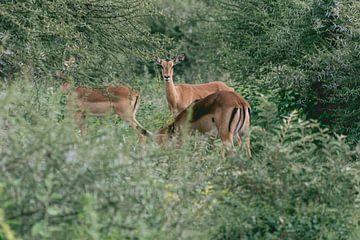 Impala between the greenery | Travel photography | South Africa by Sanne Dost