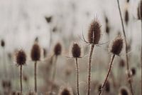Wildwiese im November