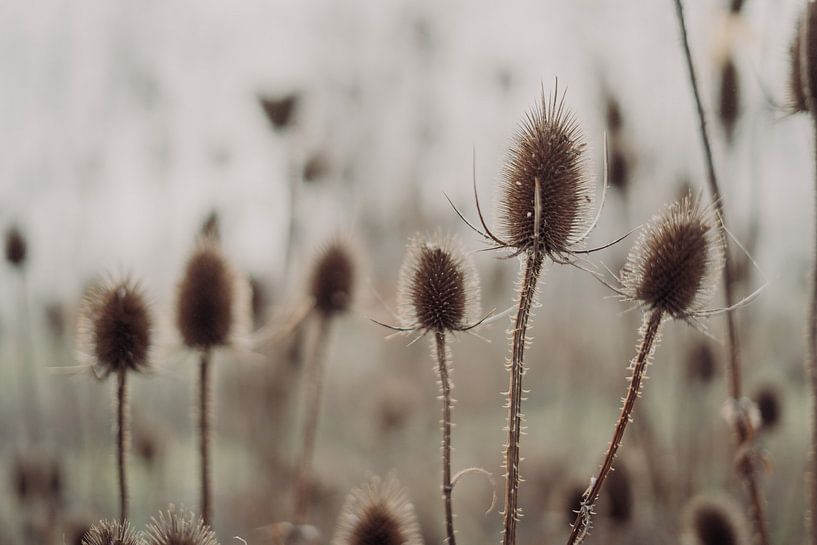 Wild meadow in November by Stefanie Hürrich