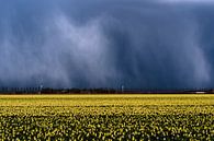 Hagelbui tulpenveld van Rick Kloekke thumbnail