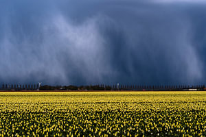 Hagelbui tulpenveld