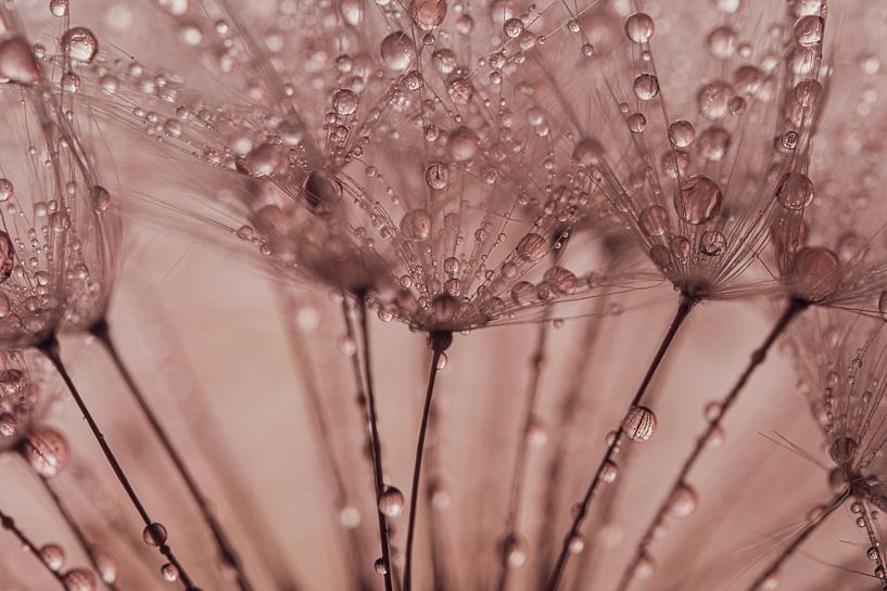 Droplets a warm old pink ambiance by Marjolijn van den Berg