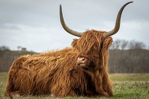 Schottischer Hochlandbewohner im Naturschutzgebiet