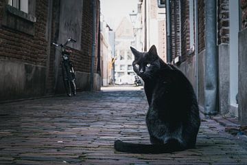 Poserende zwarte kat