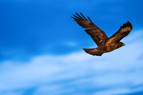 buizerd