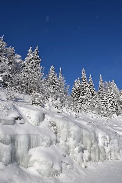 A snowy forest after the storm by Claude Laprise