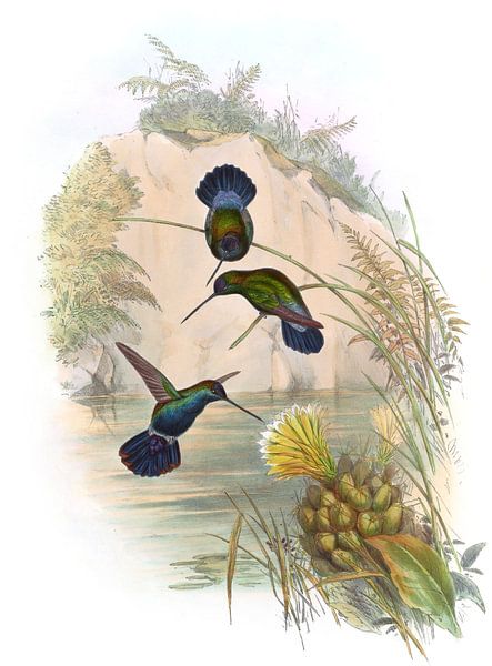 Bill Lance à face bleu, John Gould par Hummingbirds