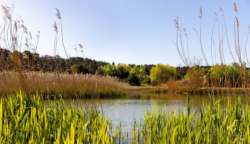 Quiet lake in nature reserve Westenschouwen by Percy's fotografie