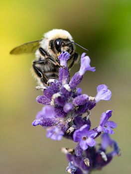 Bumblebee on flowering lavender