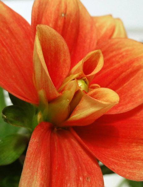 Oranje bloemkelk van Lotte Veldt