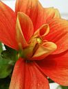 Oranje bloemkelk van Lotte Veldt thumbnail