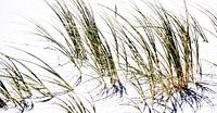 Close up with dune grass in sunlight