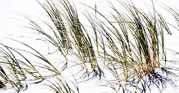 Close up with dune grass in sunlight by Werner Lehmann