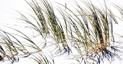 Close up with dune grass in sunlight