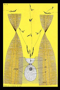 Schema De La Formation