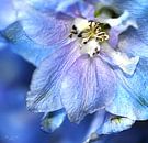 Gros plan d'un delphinium bleu (Delphinium "Blue bird" ) par Flower and Art Aperçu