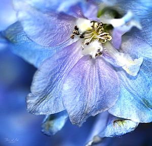 Close-up van een blauwe Ridderspoor (Delphinium 'Blue bird' ) van Flower and Art