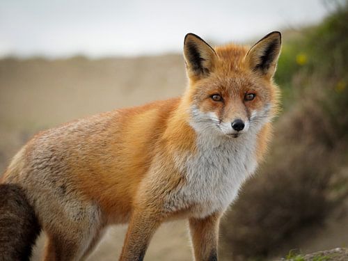 Portrait fox / red fox