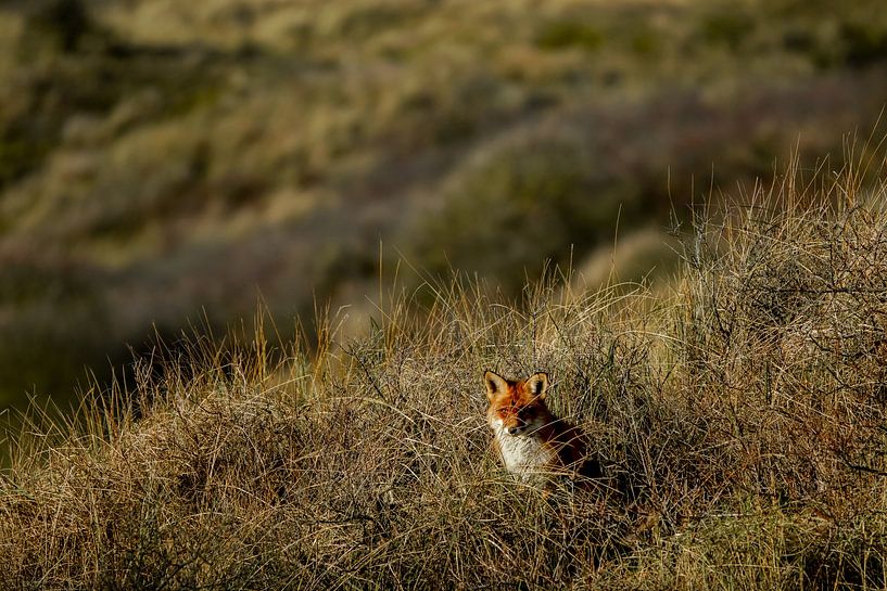 Fox in dune by Dirk van Egmond
