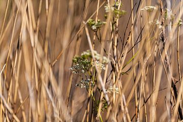 Schilfgürtel mit Wildblumen