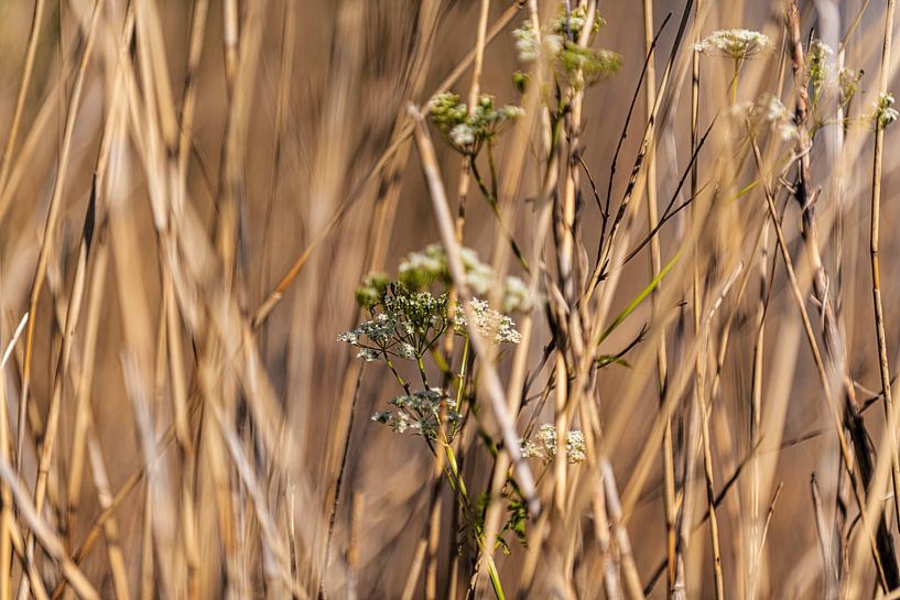 Reed cane with wildflowers by Brian Morgan