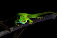 Gekko