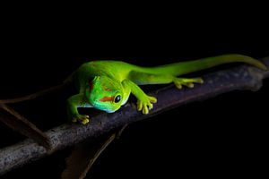 Gekko