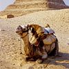 The Camel withe the Sakkara Pyramid - Analoge Fotografie! von Tom River Art
