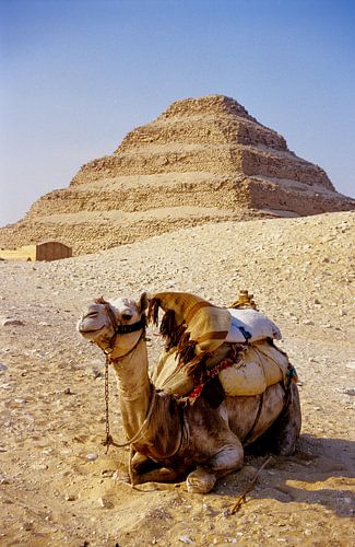 De kameel met de Sakkara piramide - analoge fotografie!