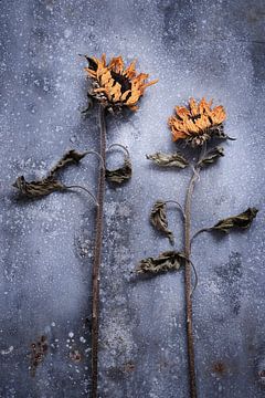Gedroogde zonnebloemen op zinken ondergrond van Karel Ham