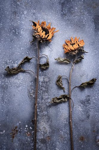 Dried sunflowers on a zinc base