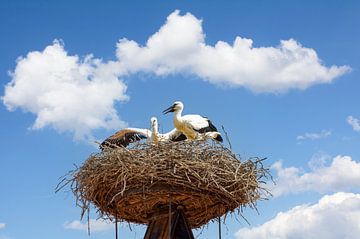 Ooievaars op hun nest,Rust,Neusiedlmeer van Peter Eckert