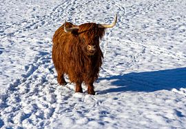 Highland cow in the snow in the field by Animaflora PicsStock