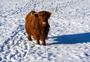 Hochlandkuh im Schnee auf dem Feld